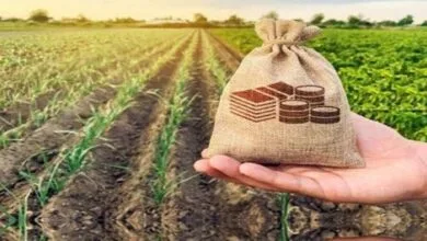 صدور ۱۴ دستور اجرایی برای حمایت از سرمایهگذاری در بخش کشاورزی صدور ۱۴ دستور اجرایی برای حمایت از سرمایهگذاری در بخش کشاورزی