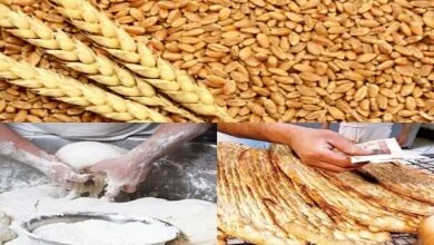 یارانه آرد و نان برای افزایش کارایی و شفافیت بیشتر تفکیک شود