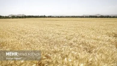 ۴.۵ میلیون تن گندم تحویل دولت شد ۴.۵ میلیون تن گندم تحویل دولت شد