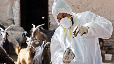 تحولی جدید در علوم دامپزشکی کشور