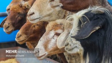 قیمت دام زنده امروز چهارشنبه ۱۶ مرداد بین ۱۵۰ تا ۲۹۰ هزار تومان است